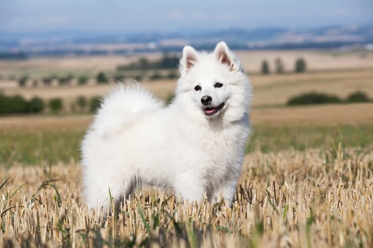 Walking a German Spitz