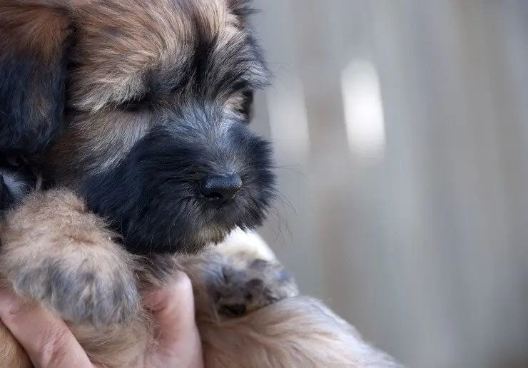 Wheaten Terrier Puppy