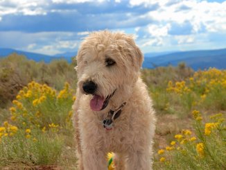 Whoodle Is The Lively Wheaten Terrier Poodle Mix For You? Cover