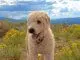 Whoodle Is The Lively Wheaten Terrier Poodle Mix For You? Cover