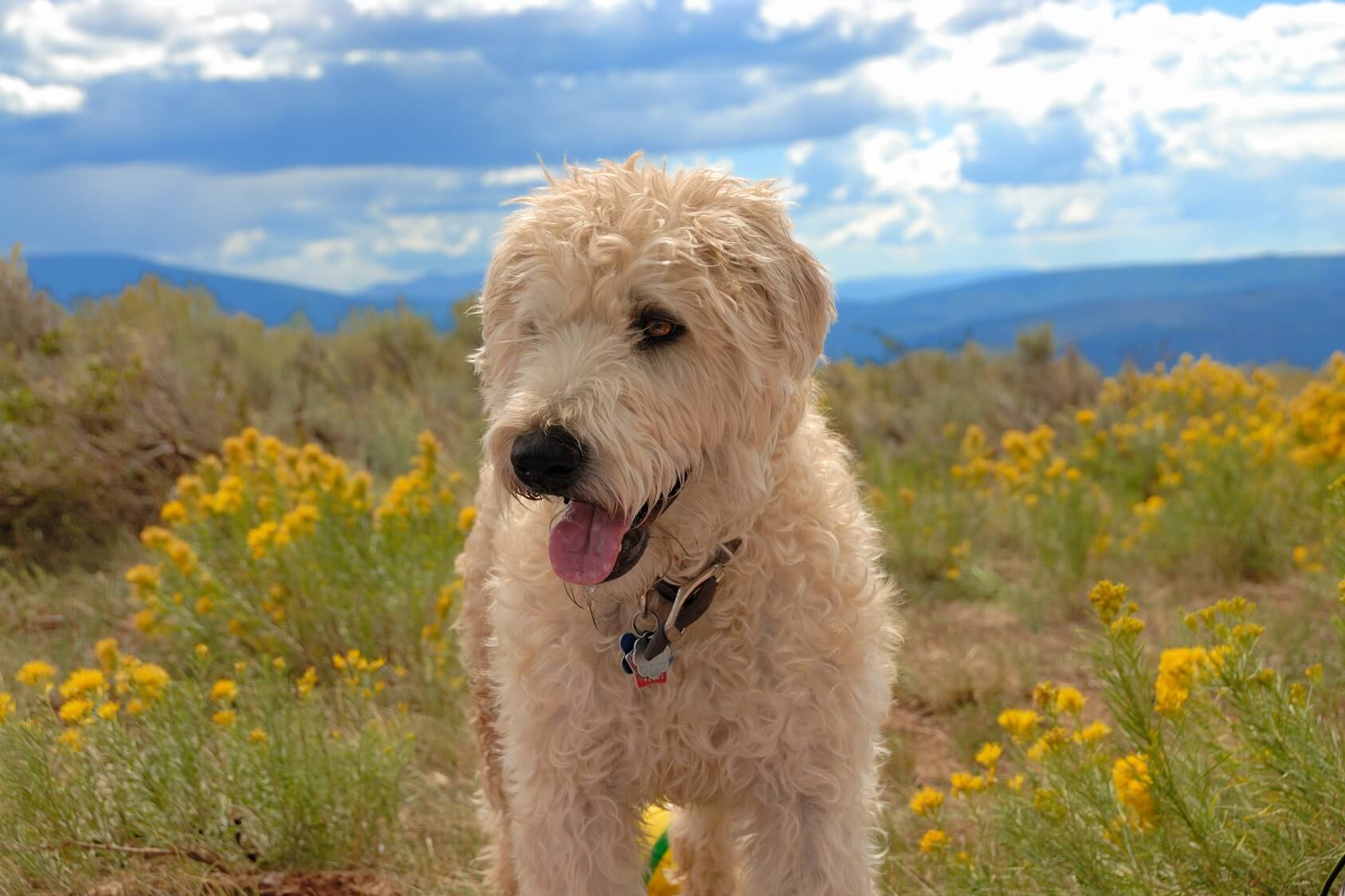 what breeds make a whoodle