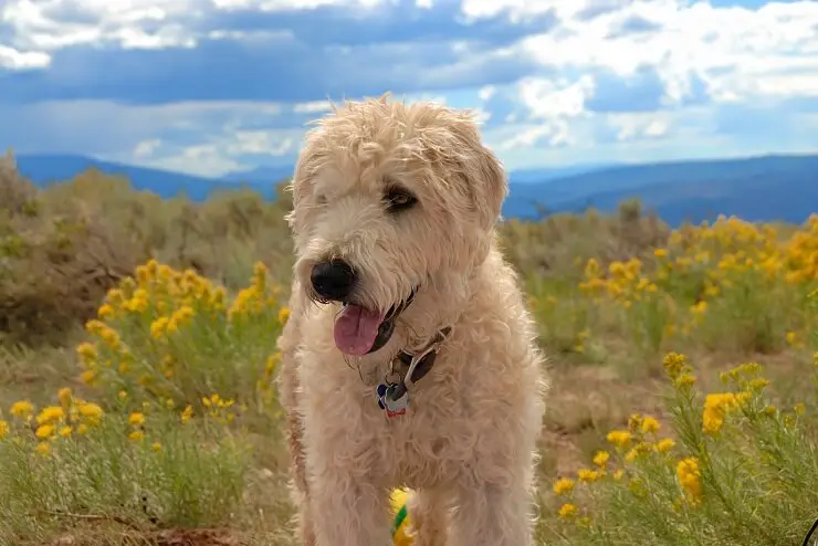 wheaten terrier and golden retriever mix