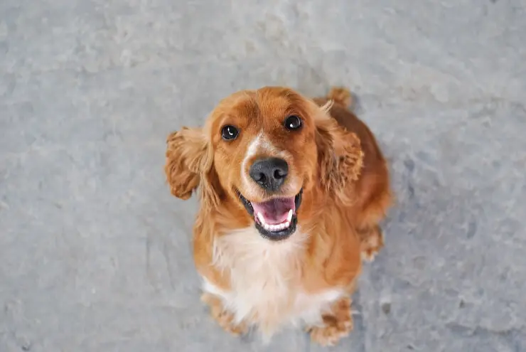 A Golden Cocker Retriever