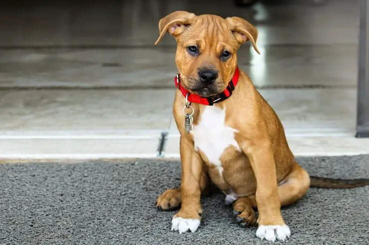 fawn and white pitbull puppies