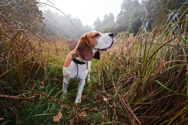 Beagle Hunting