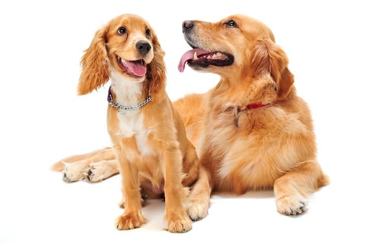 Cocker Spaniel and Golden Retriever