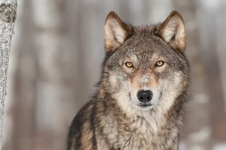 Wolf Names 300 Wonderful And Wild Wolf Inspired Names