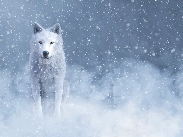 Wolf Names 300 Wonderful And Wild Wolf Inspired Names Perfect Dog Breeds