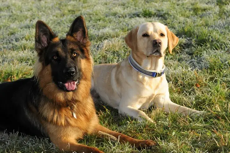 Adorable Golden Retriever German Shepherd Mix Puppy