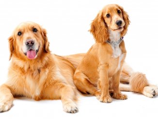 Golden Cocker Retriever Guide The Ultimate Family Pet Cover