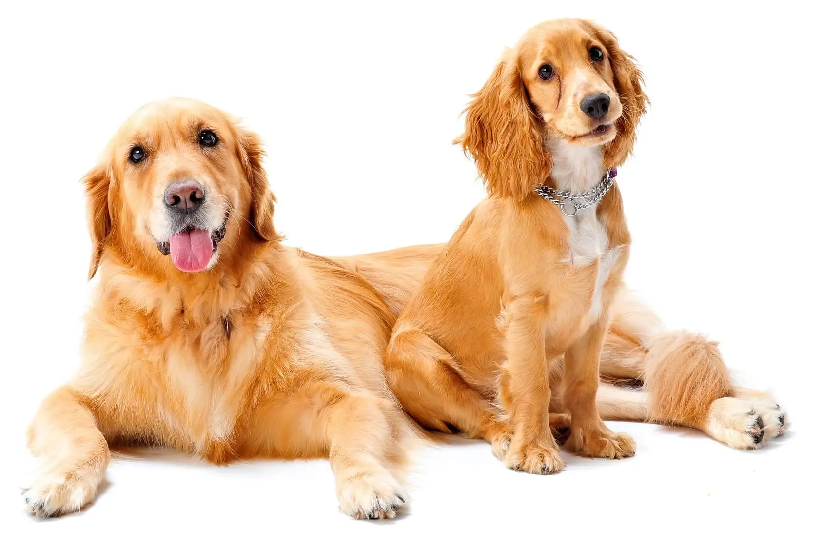 Retriever Guide: The Ultimate Family | Dog Breeds