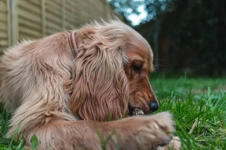 Golden Cocker Retriever