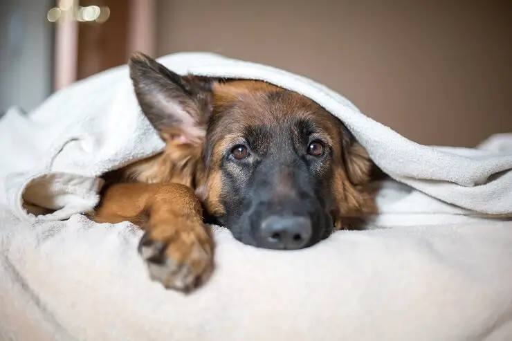 Golden Retriever German Shepherd In Bed