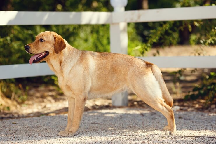 Golden Retriever German Shepherd