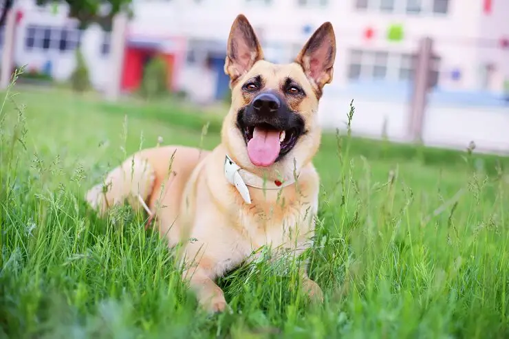 Golden Shepherd