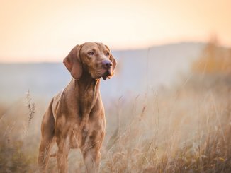 Hunting Dog Names 200+ Powerful Names For Your Hunting Hound Cover