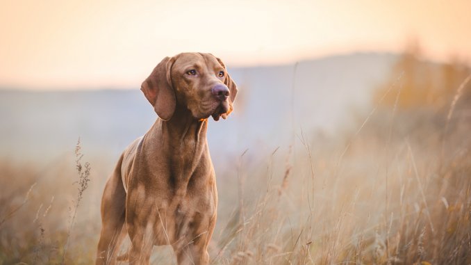 Hunting Dog Names 200+ Powerful Names For Your Hunting Hound Cover