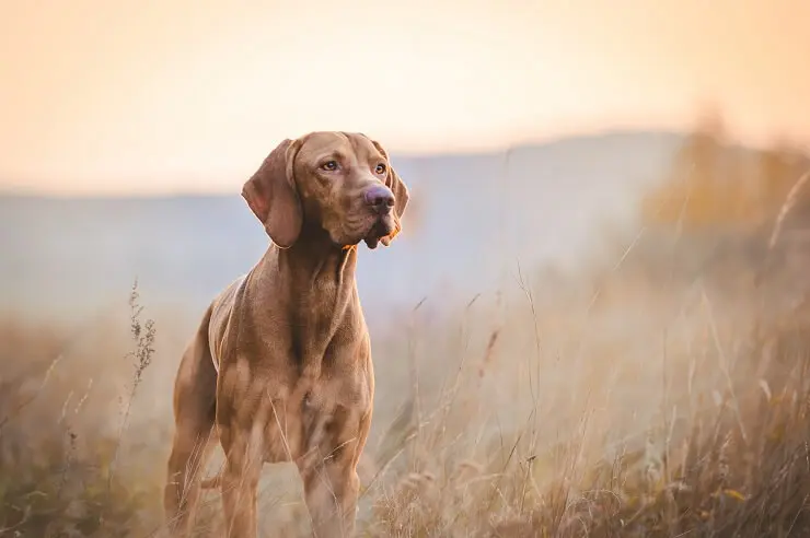 Hunting Dog