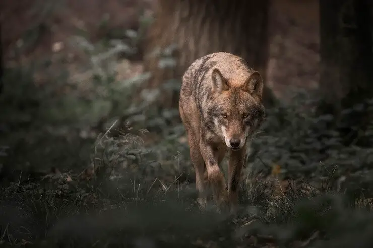 Wolf Names: 300+ Wonderful and Wild Wolf Inspired Names | Perfect Dog