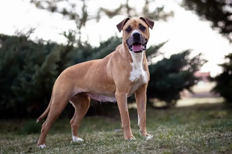 blue nose pitbull boxer mix