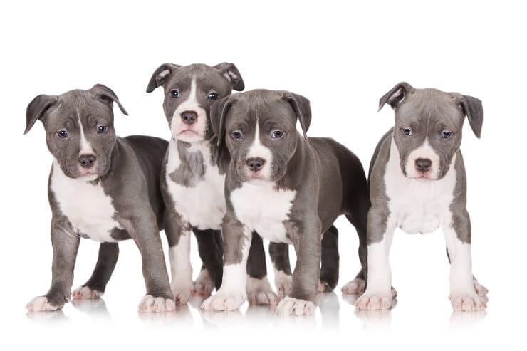 Pitbull Puppies