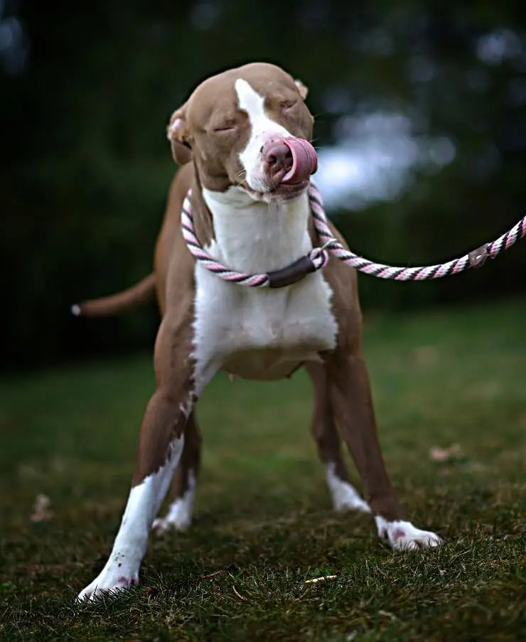 brindle boxer and pitbull mix