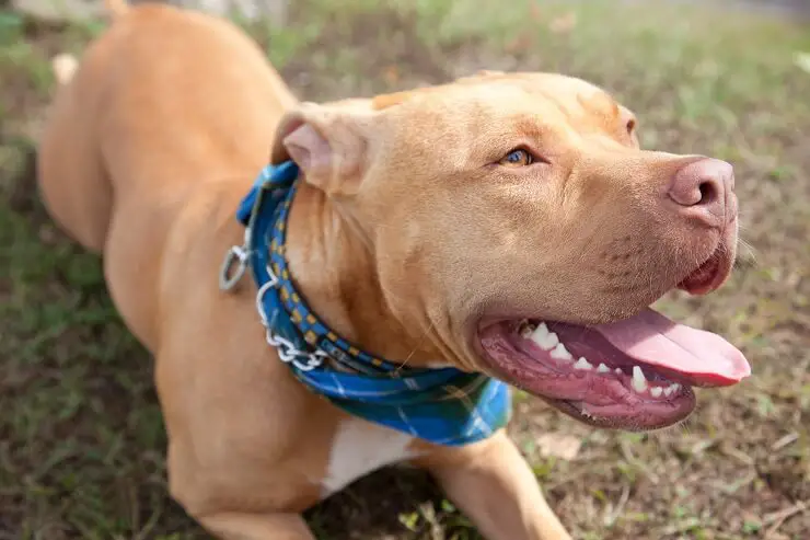 brown pitbull boxer mix