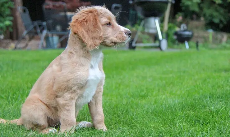 Puppy Golden Cocker Retriever