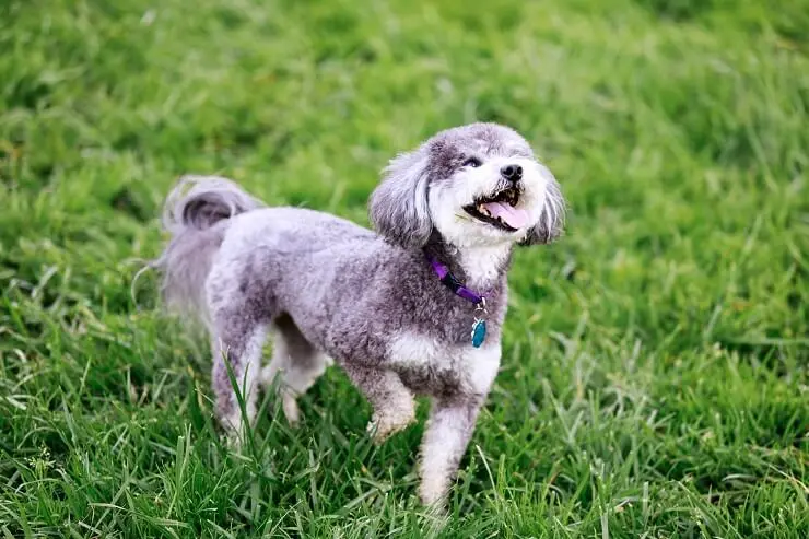 Schnauzer and Poodle