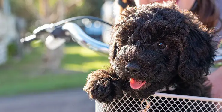 Chien schnoodle