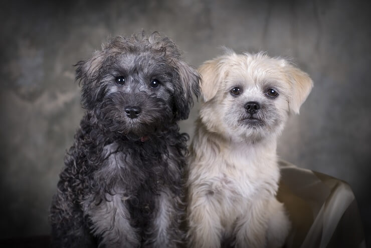 Cachorros de Schnoodle