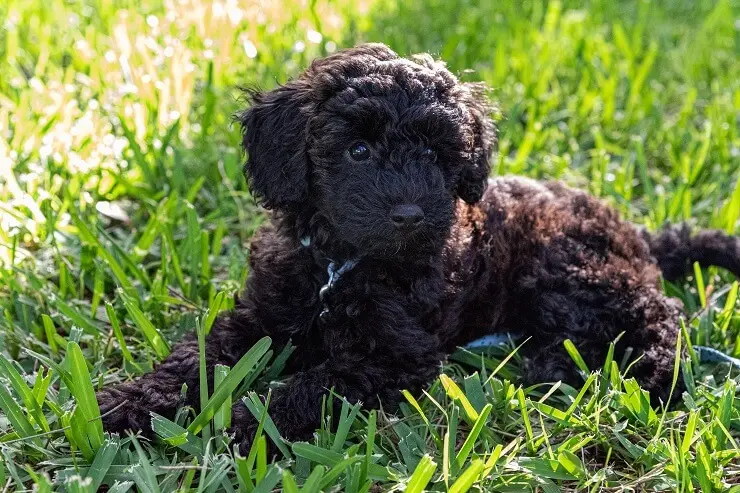 how often should you bathe a schnoodle