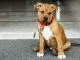 The Ultimate Pitbull Boxer Mix Guide Bouncy and Dangerous or Loveable Goof Cover