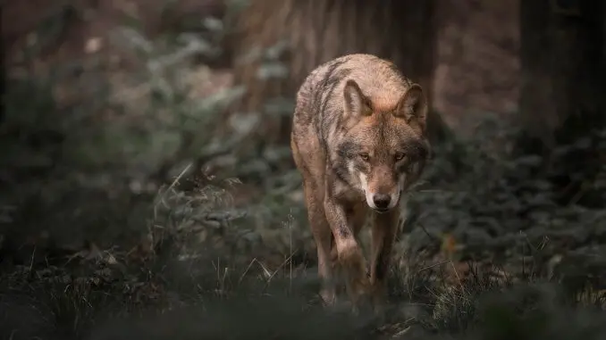 Wolf Names 300+ Wonderful and Wild Wolf Inspired Names Cover