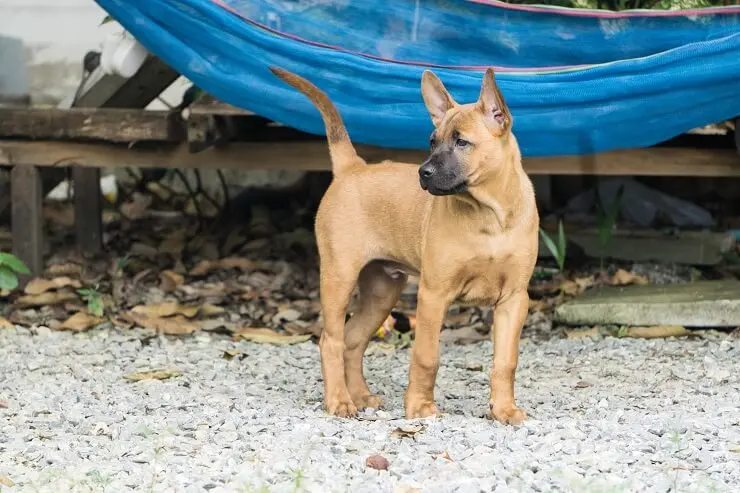 A Black Mouth Cur