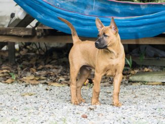 Black Mouth Cur Owner’s Guide What To Know Before Buying Banner