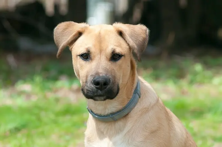 black mouth cur shedding