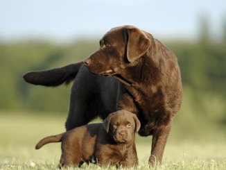 Chocolate Lab Names 300+ Names For Your Chocolate Coated Furry Friend Cover