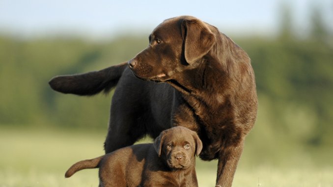 Chocolate Lab Names 300+ Names For Your Chocolate Coated Furry Friend Cover