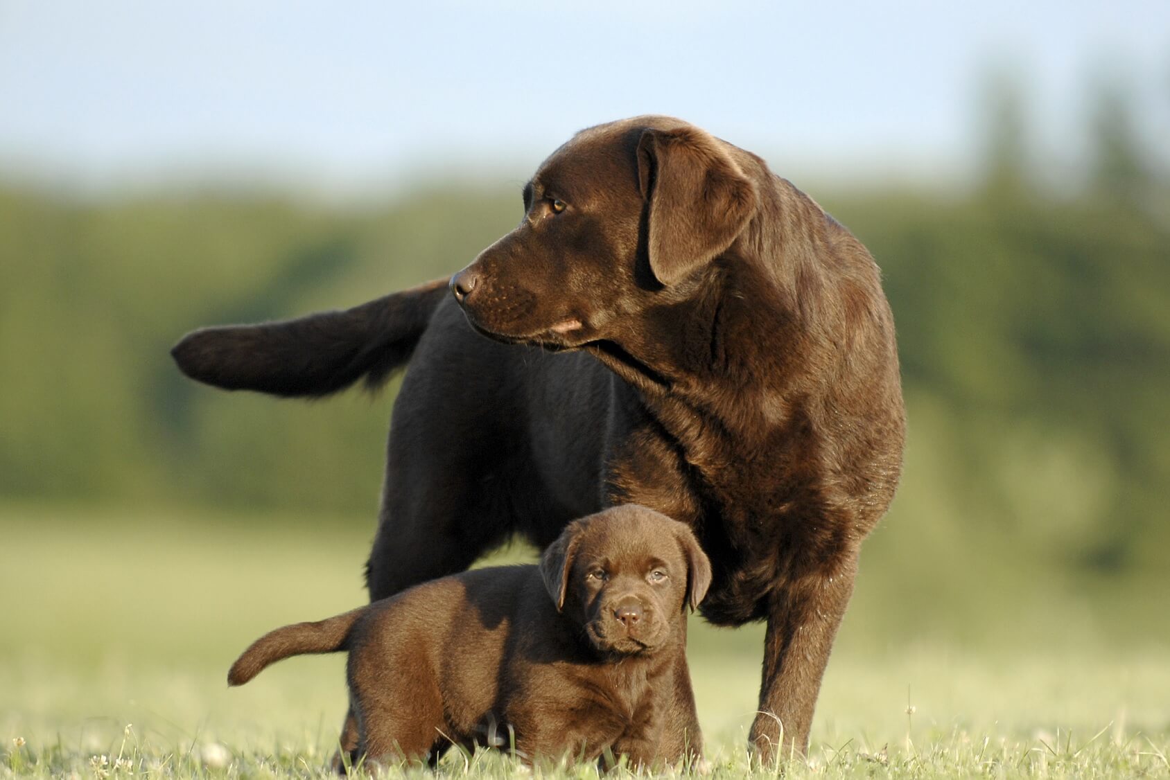 chunky chocolate labrador puppies