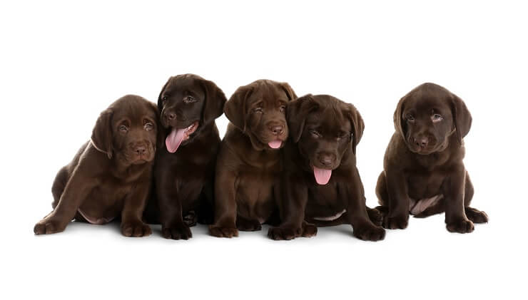 famous chocolate labs