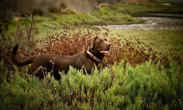 Female Chocolate Lab Names