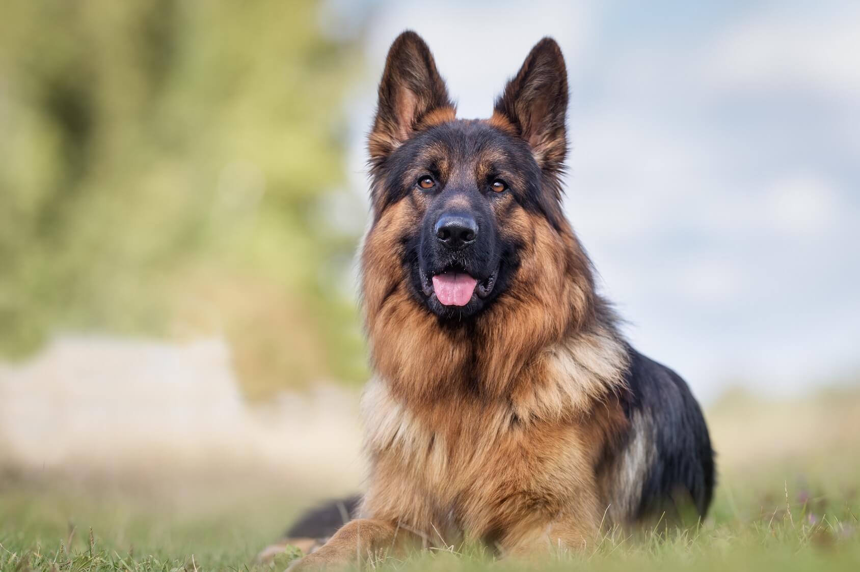 rare german shepherd names