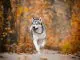 Husky Names 200+ Extraordinary Names For Your Husky Cover