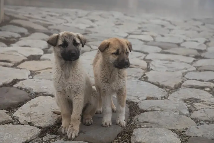 Puppy Black Mouth Curs