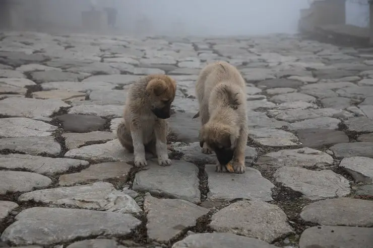 Two Black Mouth Cur Puppies