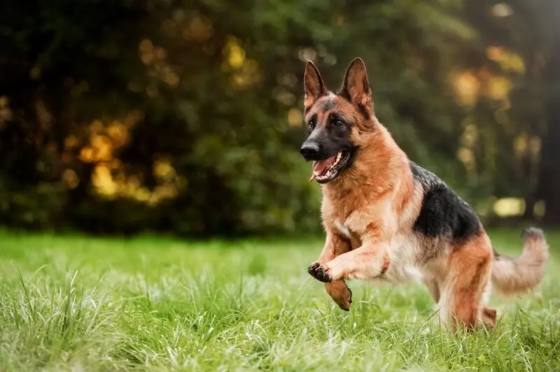 German shepherd in field