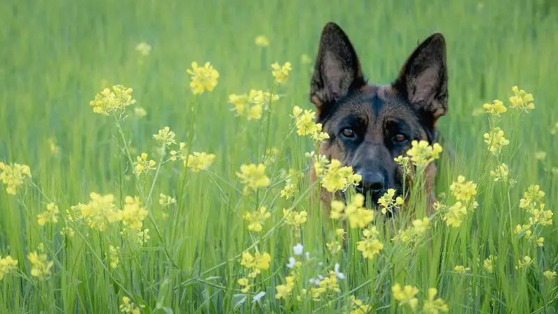 German shepherd hiding behind yellow flowers
