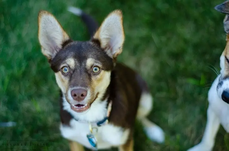 A corgi German shepherd mix looking up at its owner from the grass