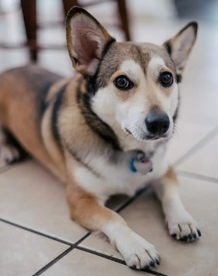 A corgi German shepherd mix sitting on the floor